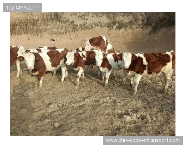 公牛准备出售几名主力以换未来资产